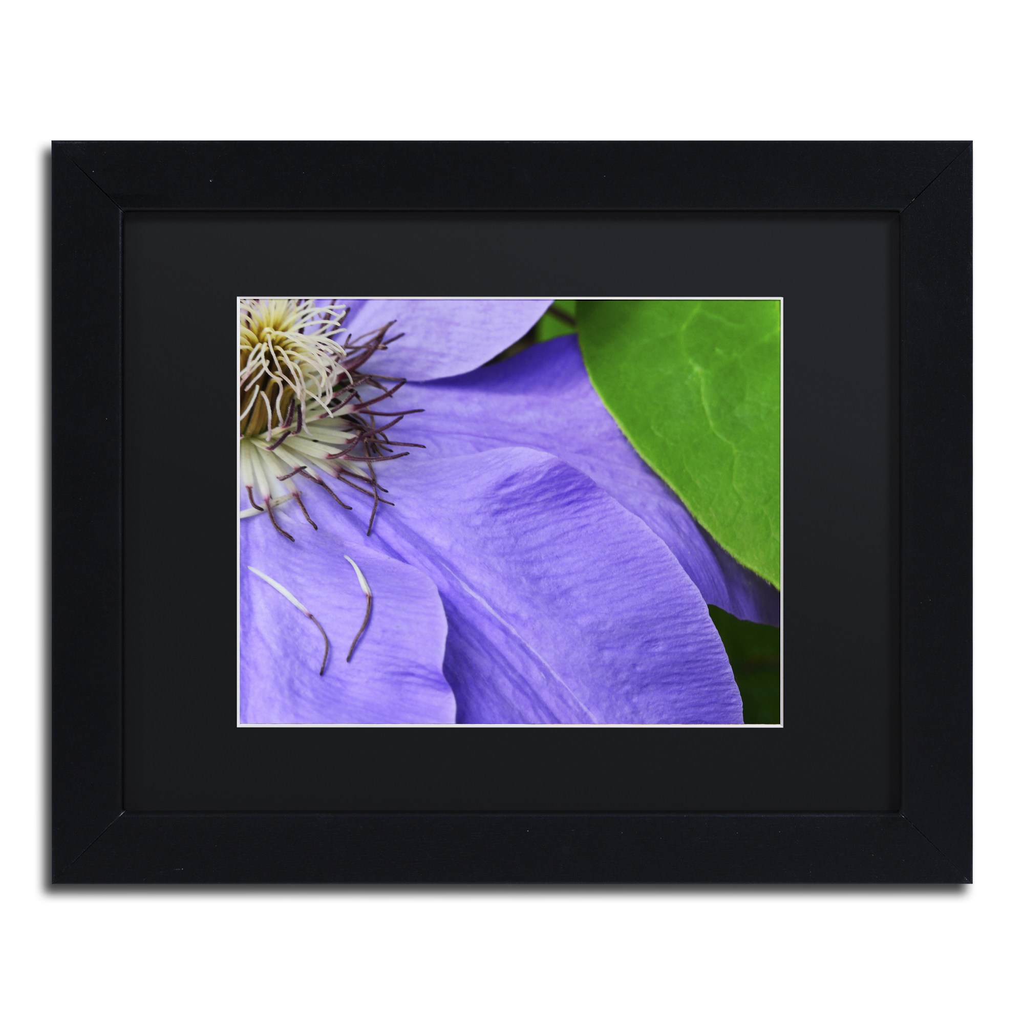Trademark Fine Art "Clematis Abstract" Canvas Art by Kurt Shaffer Black Matte, Black Frame