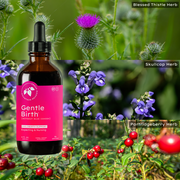 Mountain Meadow Herbs Gentle Birth for Birth Prep/Labor Prep, Fast Acting Liquid Herbal Extract for Childbirth Support w/o Blue Cohosh- 4oz