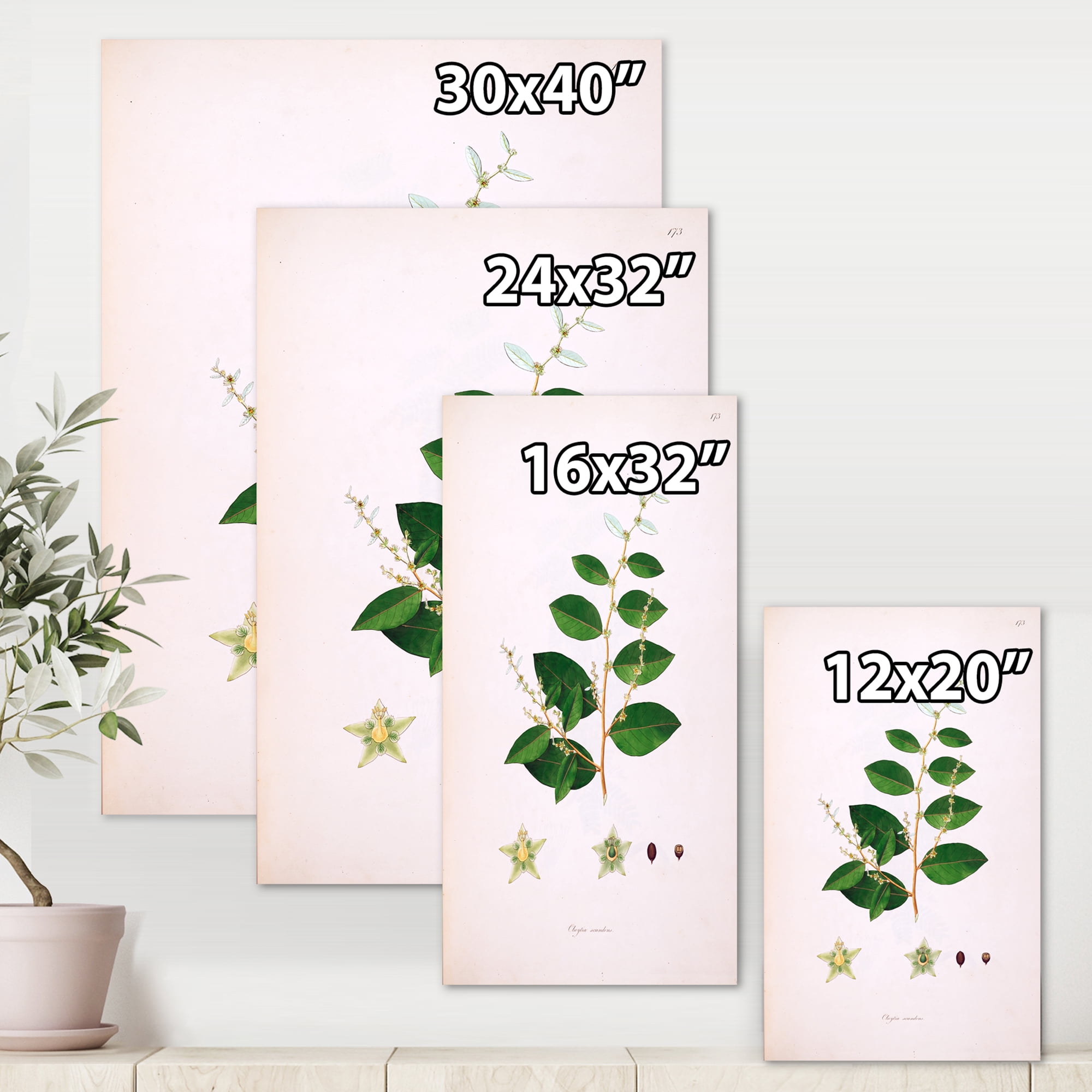 Designart ' Ancient Plant Life XVI ' Farmhouse Canvas Wall Art Print