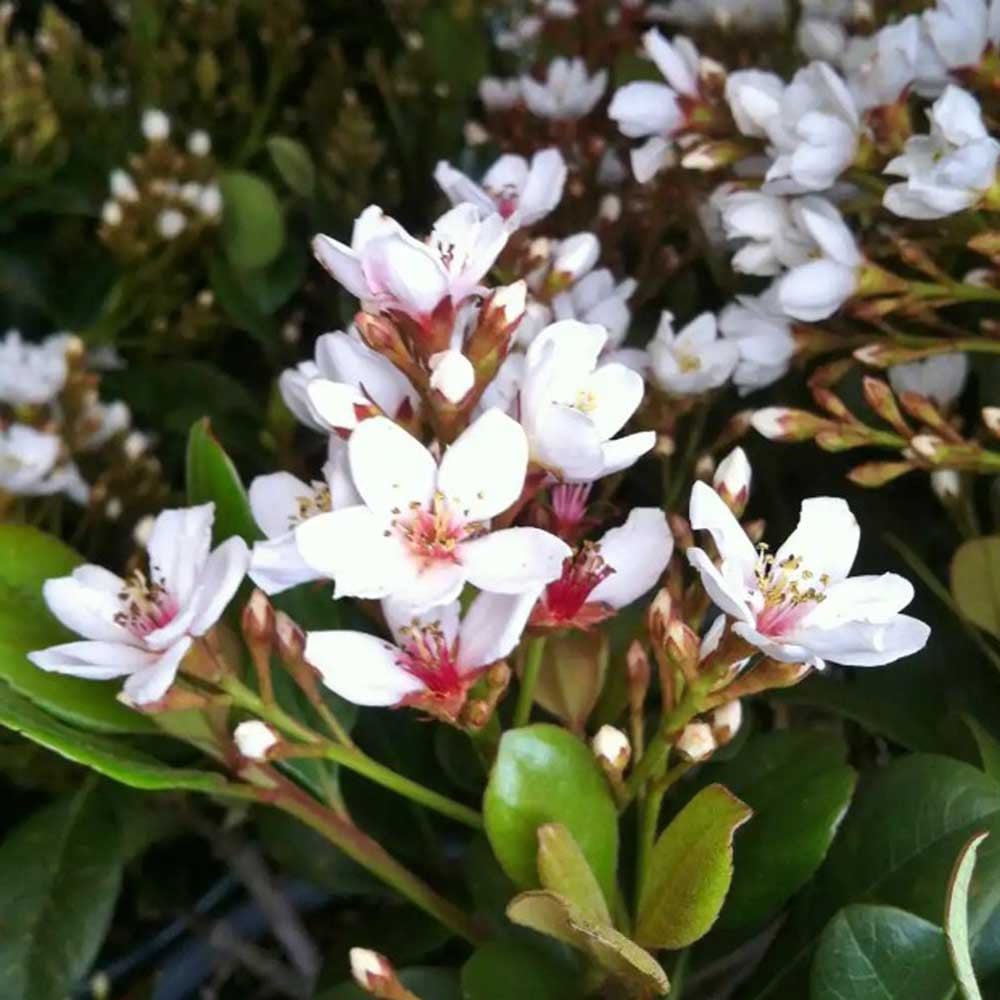 Expert Gardener Snow White Indian Hawthorn (2.5 Gallon) Evergreen Flowering Shrub for Full Sun - Live Outdoor Plants