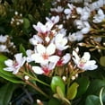 thumbnail image 4 of Expert Gardener Snow White Indian Hawthorn (2.5 Gallon) Evergreen Flowering Shrub for Full Sun - Live Outdoor Plants, 4 of 7