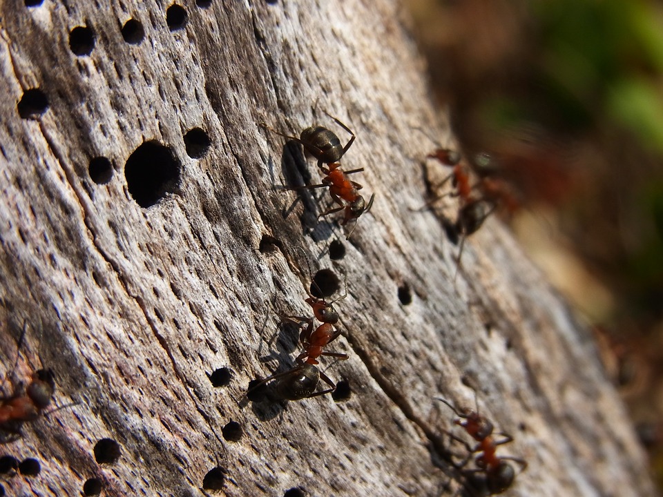 10 qualities of ant picture