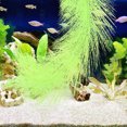 thumbnail image 4 of unbranded Para Acuario Con Mopa De Reproducción Para Peces Y Camarones, 4 of 6