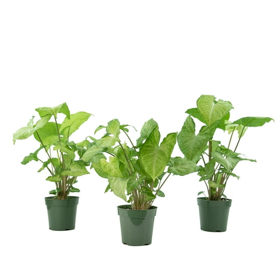 Plant with Purpose 4 in. Syngonium White Butterfly Live Houseplant with Bright Indirect Sun- 3 piece
