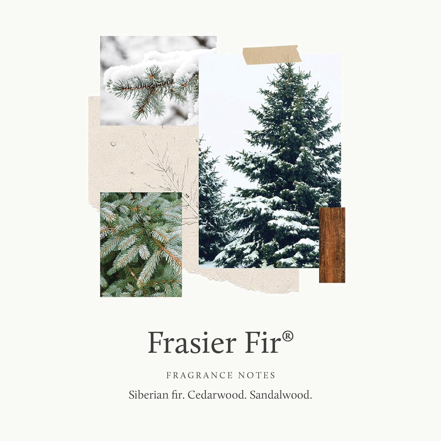 Dishwashing Liquid (Frasier Fir)