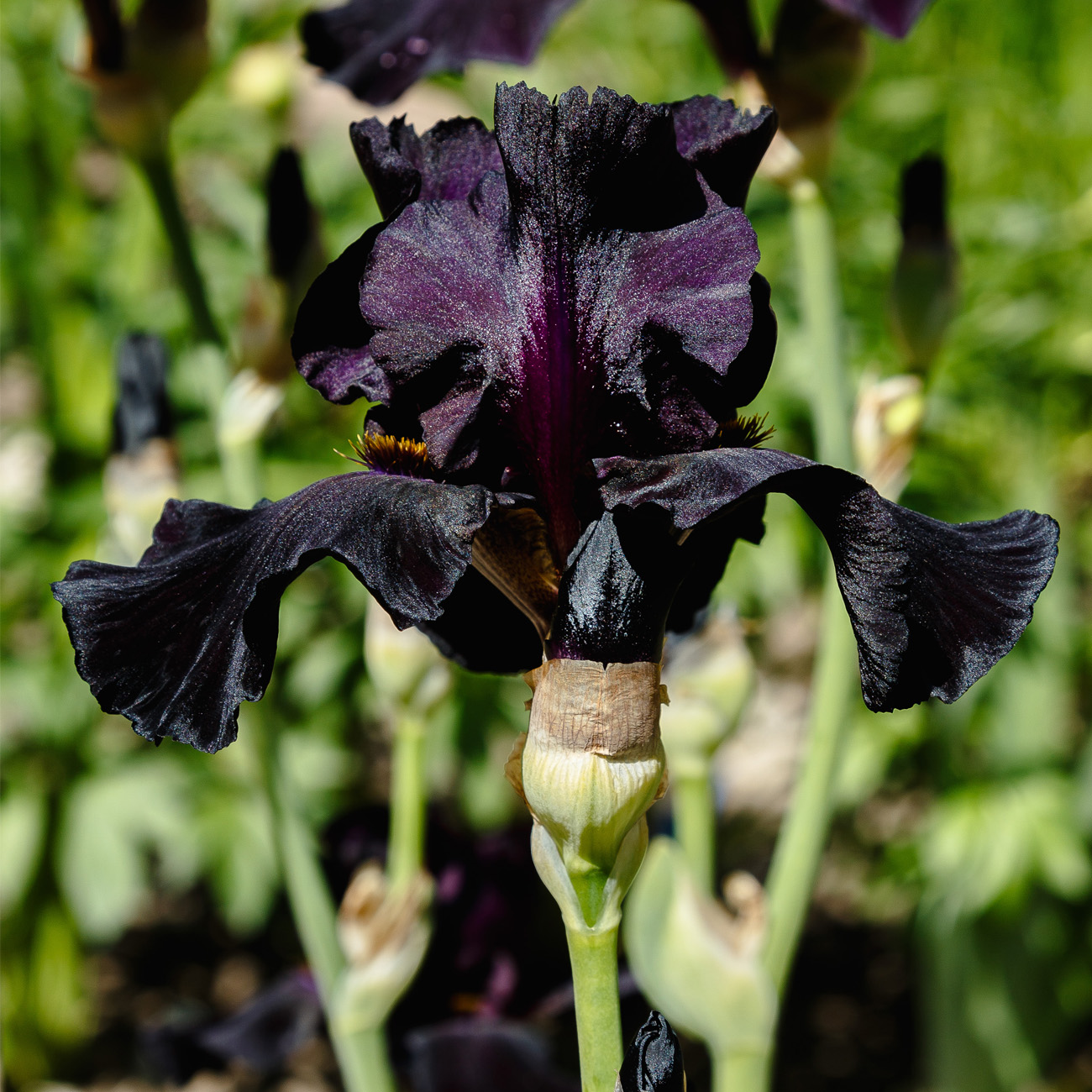 Van Zyverden's Bearded Iris Superstition Dormant Flower Bulbs, Partial ...