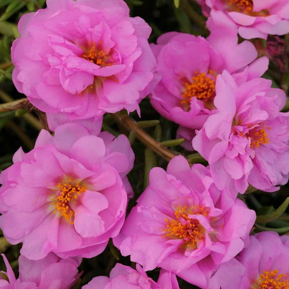 Drought Tolerant Pink Moss Rose Portulaca Ground Cover Plant Seeds - 10000 Seeds
