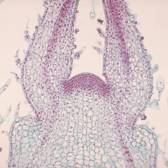 Coleus Stem Tip, L.S., 12 M Near-Median Microscope Slide