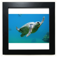 thumbnail image 1 of Marine Organism Turtle Ocean Animal Black Square Frame Picture Wall Tabletop, 1 of 3