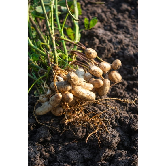 15 Seeds TENNESSEE RED PEANUT Valencia Arachis Hypogaea Perennial Nut Plant