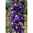 thumbnail image 3 of Seedville 500 Purple Rocket Larkspur Delphinium Flower Seed, Attracts Bees, Butterflies, Birds, 3 of 8