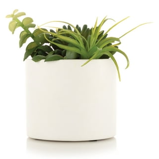 CHIVE Artificial Air Plants — Bulk Set of 5, Medium — Ultra Realistic Fake  Tillandsia Bromeliad Plants — Decorative Faux Succulents for Home & Office
