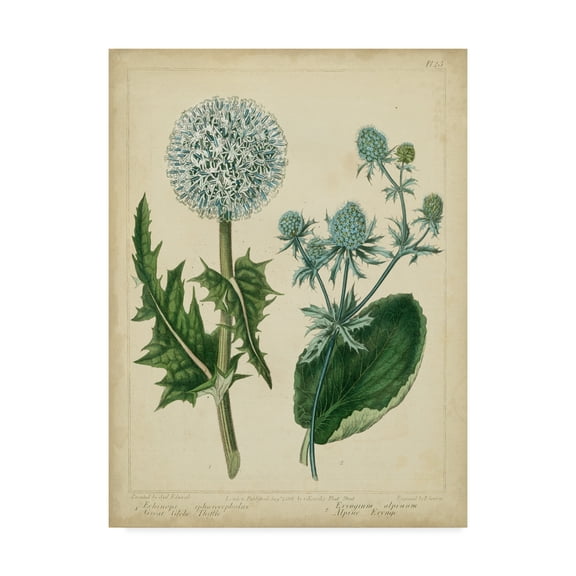 Trademark Fine Art 'Cottage Florals III' Canvas Art by Sydenham Edwards