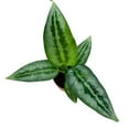 thumbnail image 3 of Rare House Plant Silver Indukan 2 inch Schismatoglottis Achismatoglottis, Striped Indoor Tiny Pixie Plant, 3 of 8