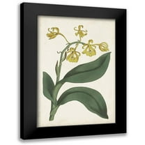 Ridgeway 11x14 Black Modern Framed Museum Art Print Titled - Antique Botanical Collection X