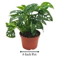 thumbnail image 2 of Swiss Cheese Plant, 6 inch Pot, Monstera Adansonii, Five Holes Vine Big Indoor House Plant, 2 of 8