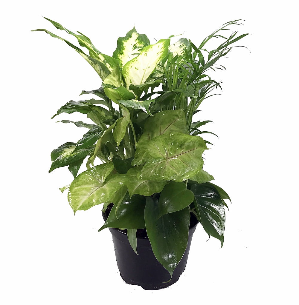 Hirts House Plants / 11 Best Indoor Plants For Your Home