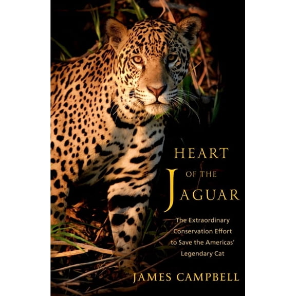 Heart of the Jaguar: The Extraordinary Conservation Effort to Save the Americas' Legendary Cat, (Hardcover)