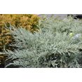 thumbnail image 3 of Juniper Angelica Blue - 15 Live 4 Inch Pots - Juniperus Chinensis - Drought Tolerant Cold Hardy Evergreen Plants, 3 of 8