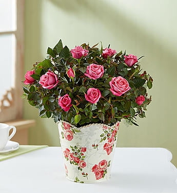 1800 flowers mothers day
