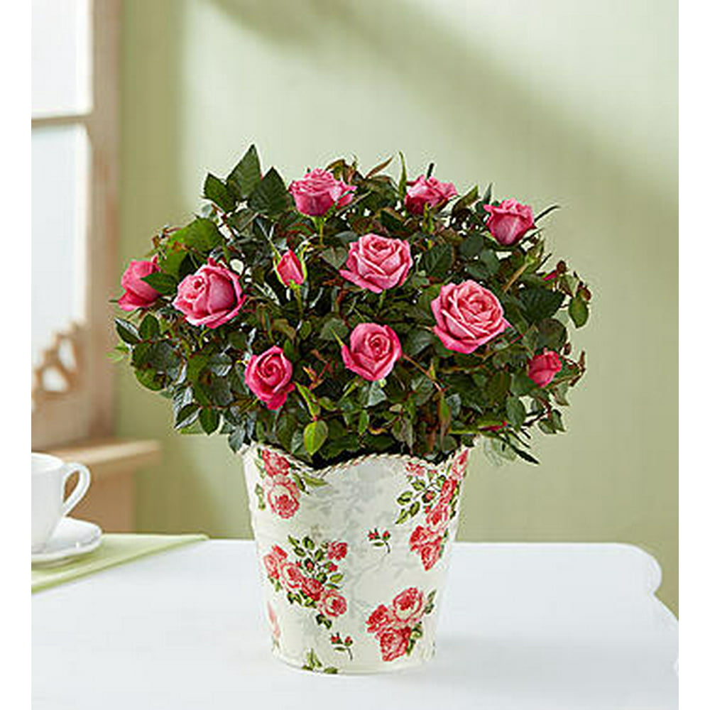 1800Flowers Mothers Day Classic Pink Rose Plant in Floral Planter ...