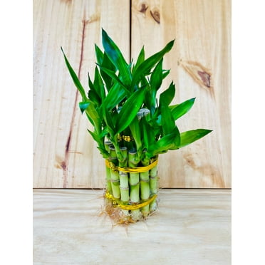Live Lucky Bamboo Two Tier Tower