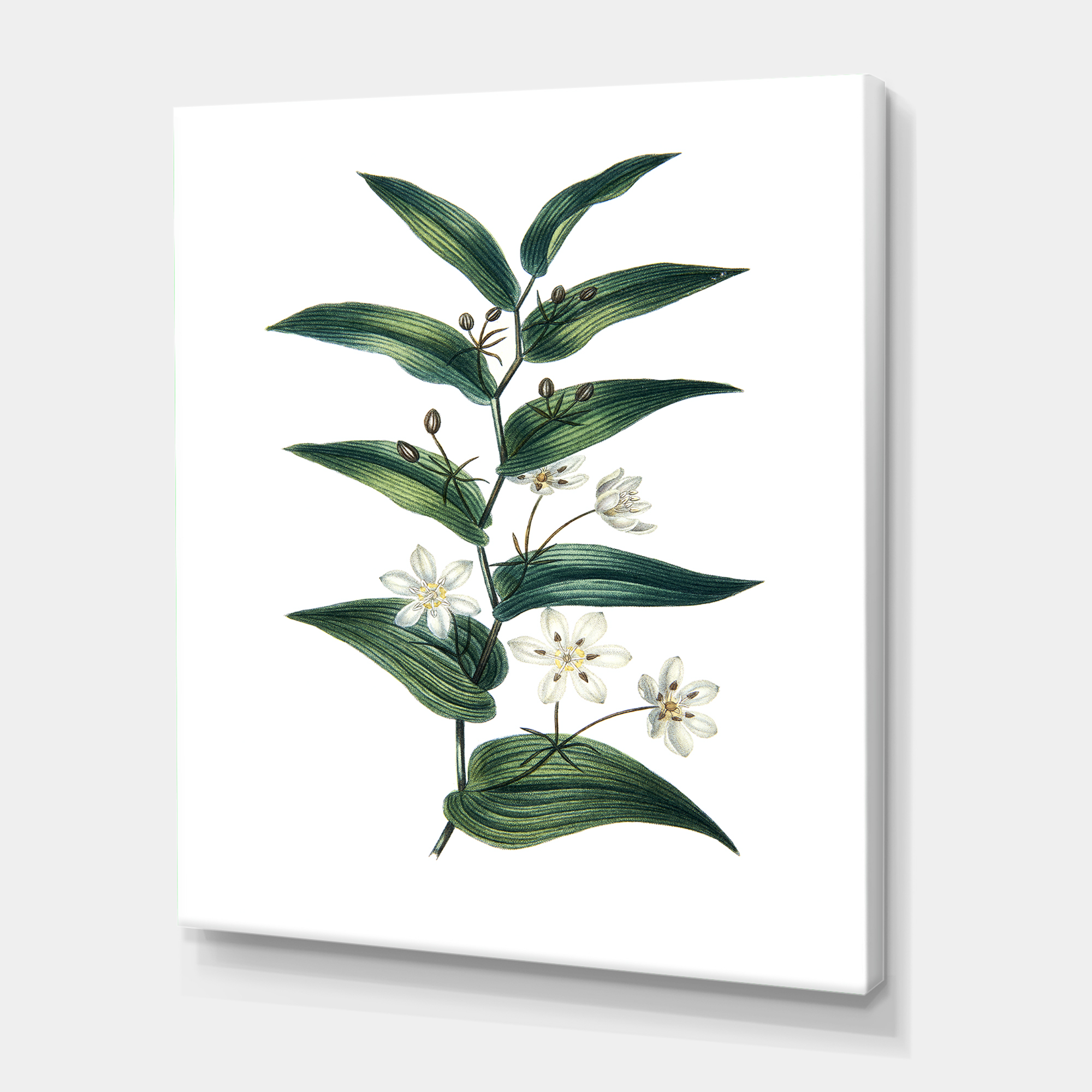 Designart ' Little White Flowers With Ancient Plant ' Farmhouse Canvas Wall Art Print