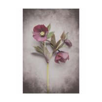 Trademark Fine Art 'Vintage Hellebore Study V' Canvas Art by Felicity Bradley