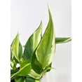thumbnail image 2 of Bumble Plants 12" Philodendron Hederaceum Silver Stripe Live Plants in 4.5" Hanging Pot, 2 of 9