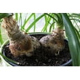thumbnail image 3 of Premium Nolina Plant Soil Mix by Gardenera Labs - Stimulate Growth and Elevate Unique Beauty with Nourishing Formula - 5 Quart, 3 of 4