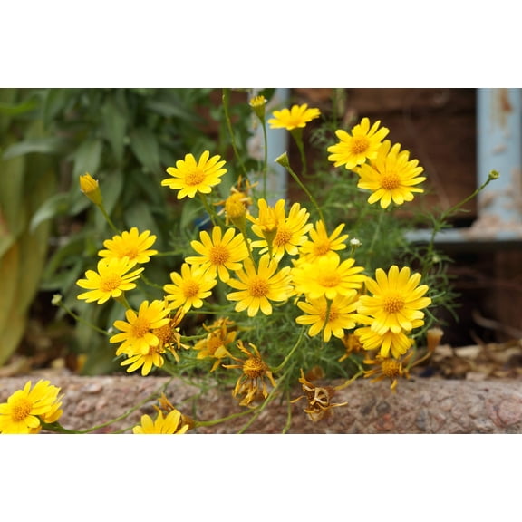 Seedville Yellow Chrysanthemum Flower Seeds (500 Pack), Attracts Bees