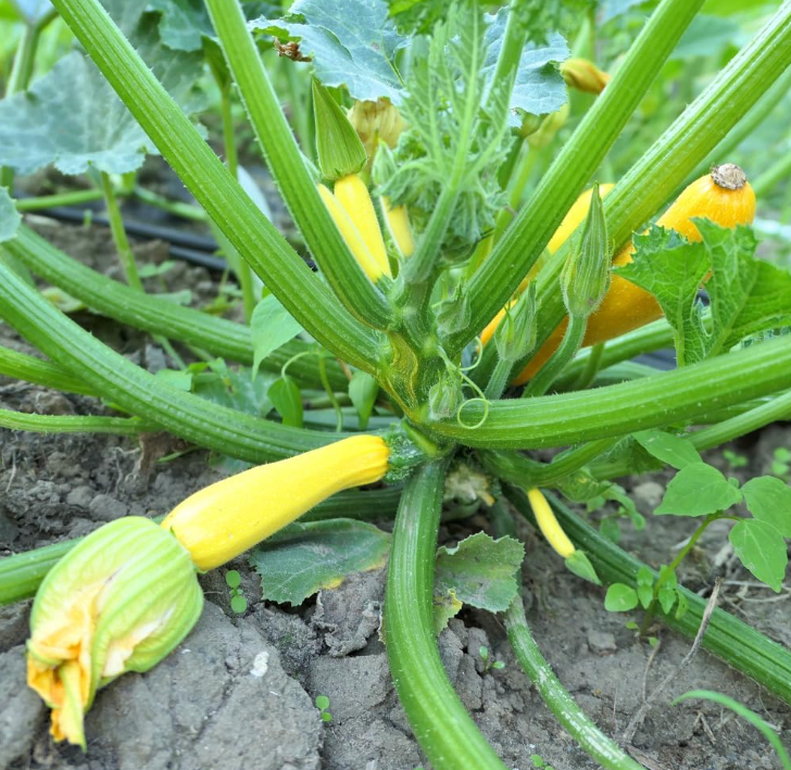 Set 2 Yellow Squash Plants, Yellow Squash Plants in Pot, Live Yellow Zucchini Plants, 2 Squash Plant Bush Zucchini Plants Live for Planting, Yellow Squash Zucchini Seedlings