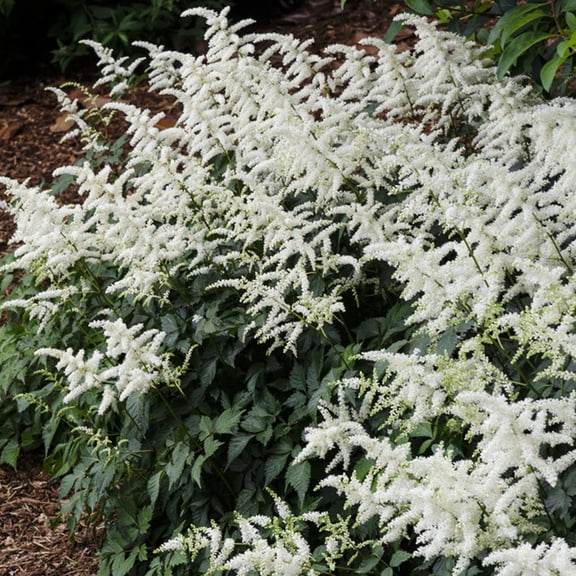 Van Zyverden Astilbe Bridal Veil® 5 Plant Roots White Partial Shade Perennial Pollinator 2 lbs