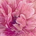 thumbnail image 6 of nygtbtfer  Pink Dahlia Round Fitted Tablecloth, Blooming Flower Elastic Edge Table Cover for Round Table, Wipeable Table Cover Fits Tables 38-42, 6 of 8