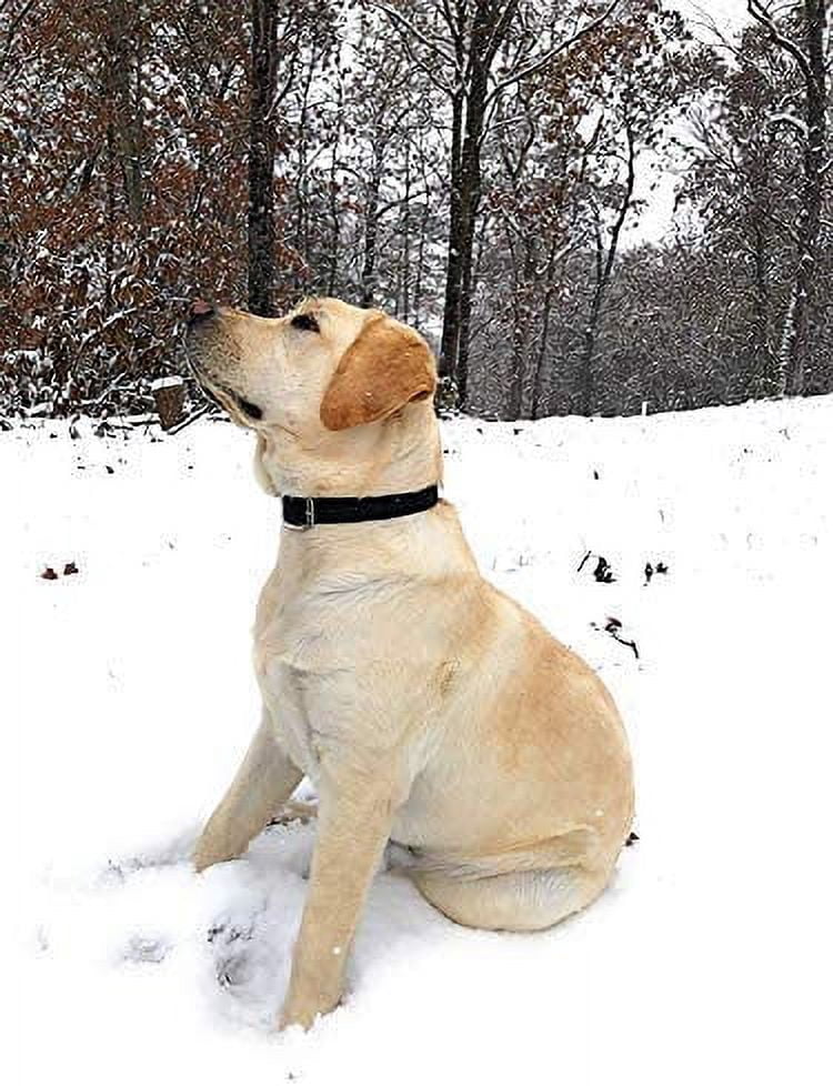 Regal Dog Products Waterproof Collar with Double Buckle and D Ring
