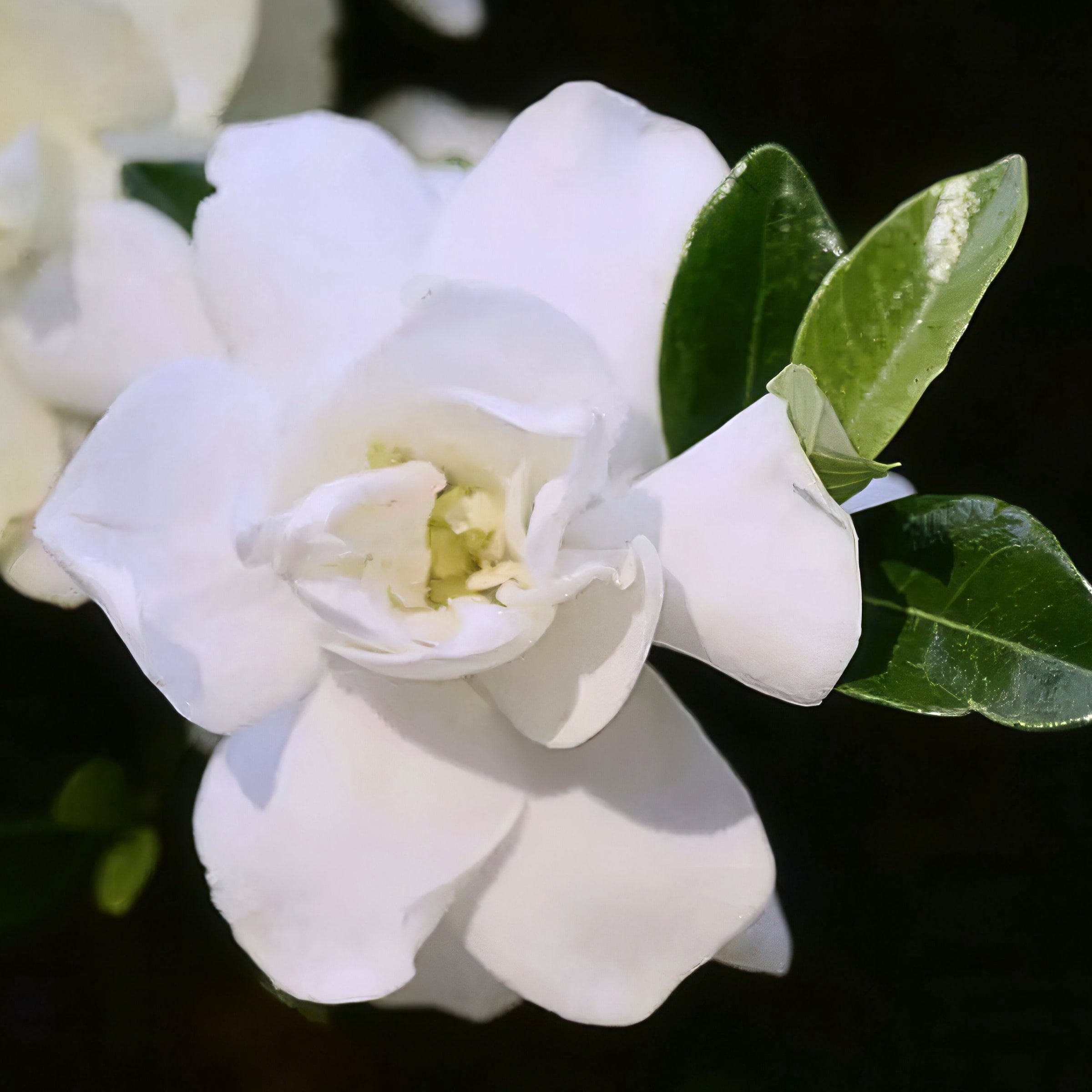 National Plant Network 3 gal. Gardenia Jubilation Live Shrub
