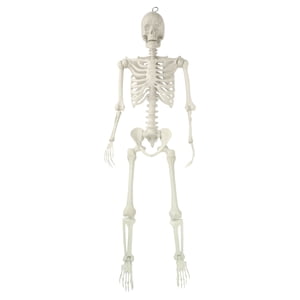Way To Celebrate Hanging Posable Skeleton Decoration, White, 5 Ft