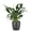 Brushed Silver, variant on Live Peace Lily Plant, Spathiphyllum, Thrives in Low Light, Air Purifying 4 inch Diameter Live Plant