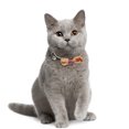 Decorative Cat Collar Bow Pet Neck Tie Decorate Baby Kitten Halloween