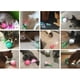 thumbnail image 2 of Juguete interactivo para gatos con bola móvil, juguete interactivo para gatos, rascador de juguete móvil para gatos, 2 of 4
