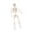 L, variant on Life-Size Poseable Halloween Skeleton with Flexible Joints, Sturdy Indoor/Outdoor Party Decor