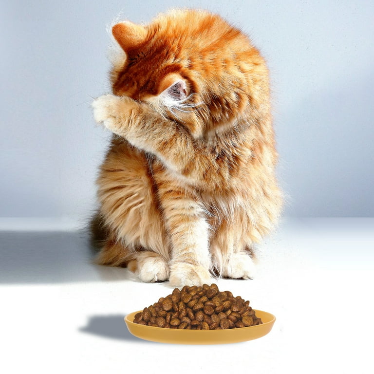 Bbanquetan 4 Pcs Disc Cat Snacks Cat Food Cat Treats Pet Bowl Cat Bowls Round Flat Bottom Cat Bowl Sturdy Cat Bowl