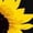 Yellow, variant on Women's T-shirts Sunflower Shirts For Women Cute Dandelion Graphics Tshirt Summer Women Short Sleeve Tee Tops T-shirts