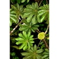 thumbnail image 3 of Malvin, Larry 13x18 Black Modern Framed Museum Art Print Titled - Cloud Forest Foliage I, 3 of 5