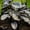 D, variant on Elephant Ears Bulbs , Low Maintenance - Easy Grow - Ideal For Beds Borders, Plant Pots & Planters