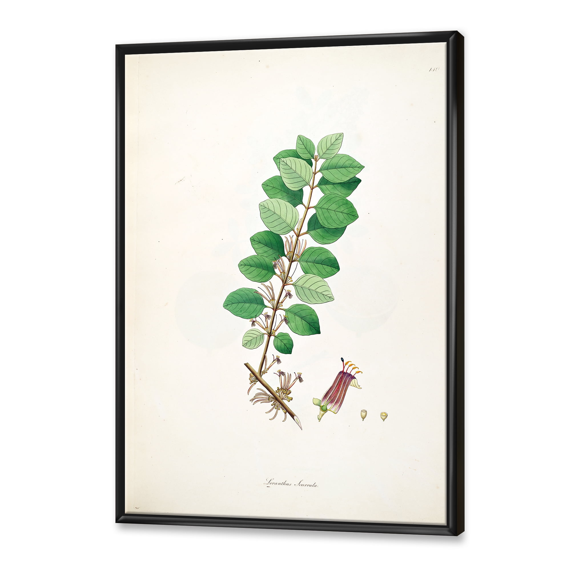Ancient Plant Life XVII 16 in x 32 in Framed Painting Canvas Art Print, by Designart