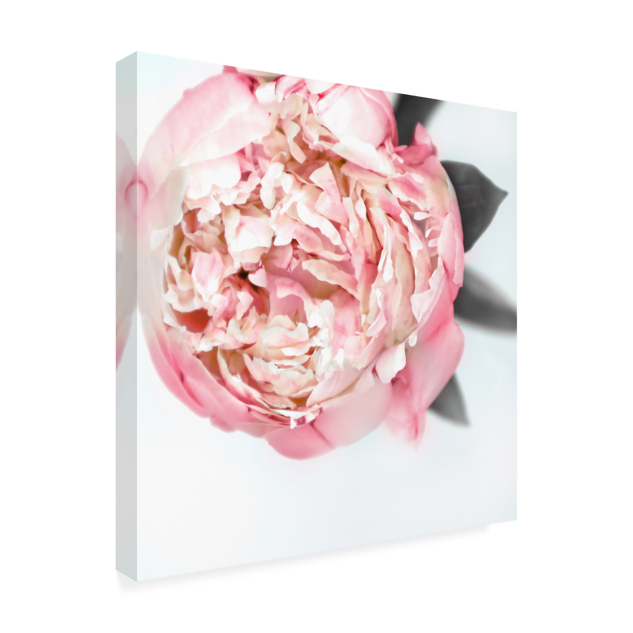 Trademark Fine Art Rosana Laiz Blursbyai Blush peony III Canvas Wall Art