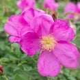 thumbnail image 2 of Heirloom Roses Rose Bush - Raspberry Rugostar® Rugosa , Live Rose Plant, 2 of 3