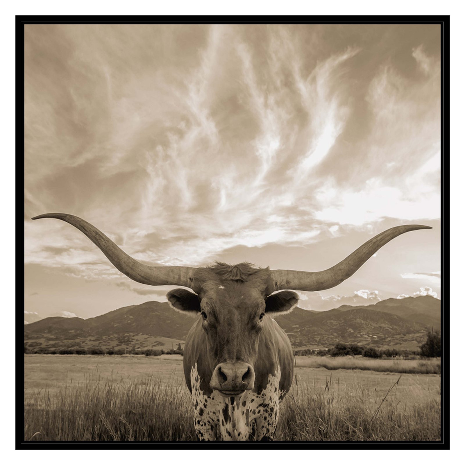 PTM Images Longhorn Framed Canvas Wall Art