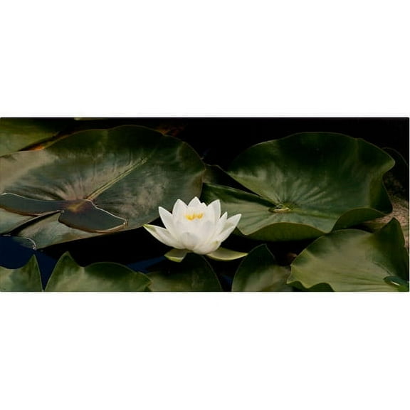 Trademark Fine Art "Zen Lily" Canvas Art by Kurt Shaffer